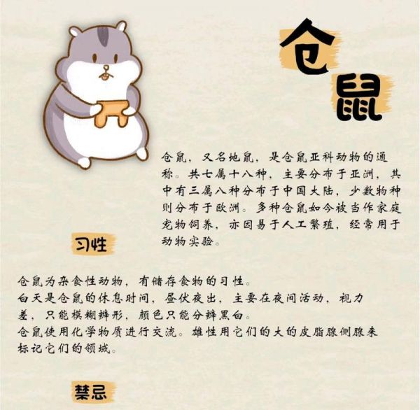 选择合适的仓鼠宠物（六种适合新手饲养的仓鼠品种及其特点）