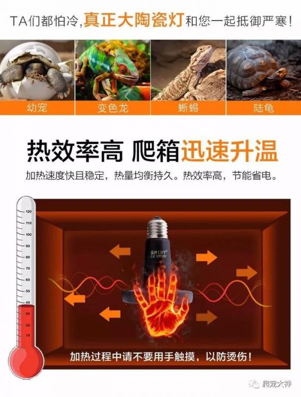 爬行宠物饲养箱灯具器材的搭配