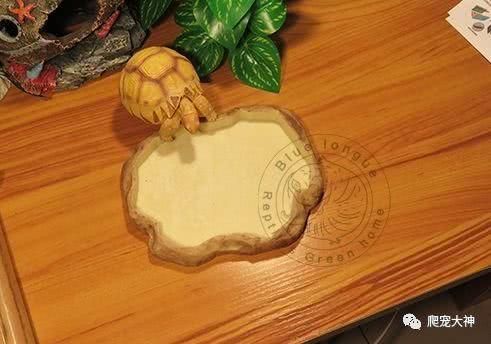 爬行宠物饲养箱灯具器材的搭配