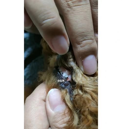 贵宾犬牙齿健康全攻略（掌握正确的口腔护理方法，让你的宠物拥有健康美丽的牙齿）