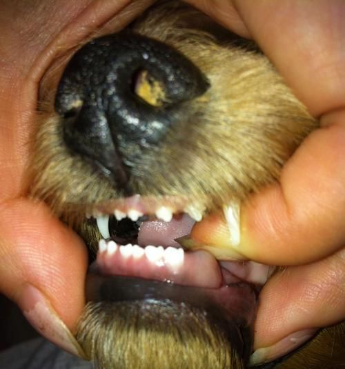 贵宾犬牙齿健康全攻略（掌握正确的口腔护理方法，让你的宠物拥有健康美丽的牙齿）