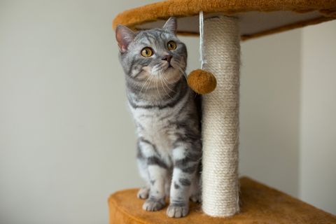 猫家俬