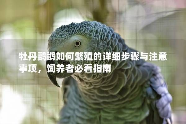 牡丹鹦鹉如何繁殖的详细步骤与注意事项，饲养者必看指南