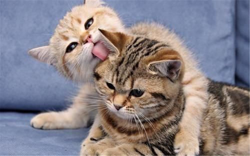 宠物猫生活习性揭秘
