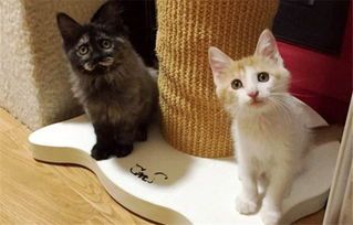 宠物猫生活习性揭秘