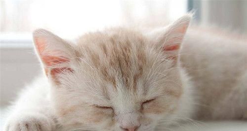 宠物猫咪（了解宠物猫咪的习性）