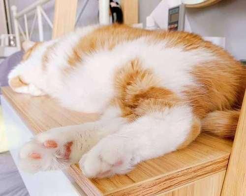 宠物猫咪（了解宠物猫咪的习性）