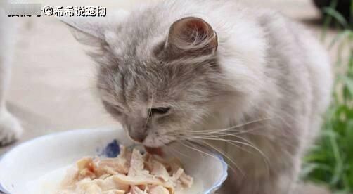 宠物猫咪（了解宠物猫咪的习性）