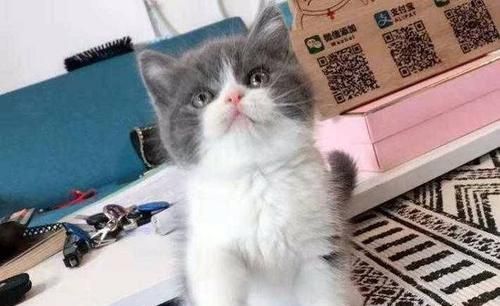 认识猫咪蓝白品种（宠物界可爱的蓝白猫咪特征与习性）