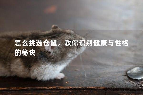 怎么挑选仓鼠，教你识别健康与性格的秘诀