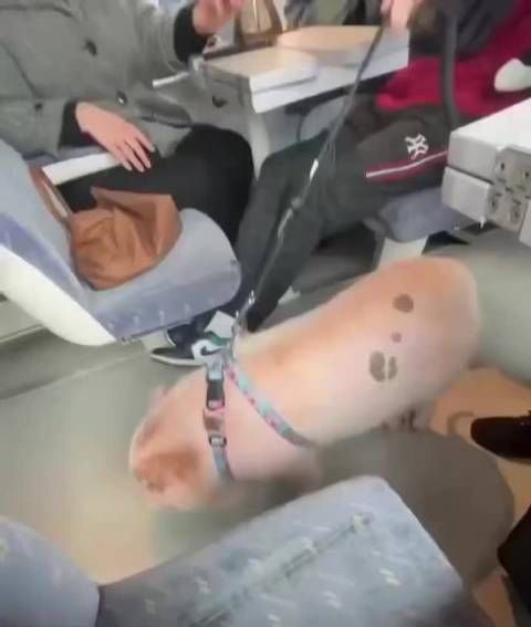 法国年轻女性购买宠物猪防骚扰