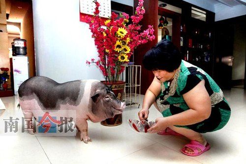 网友晒出家养搞怪宠物乐事 宠物猪养成大肥猪(图)