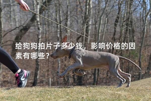 给狗狗拍片子多少钱，影响价格的因素有哪些？