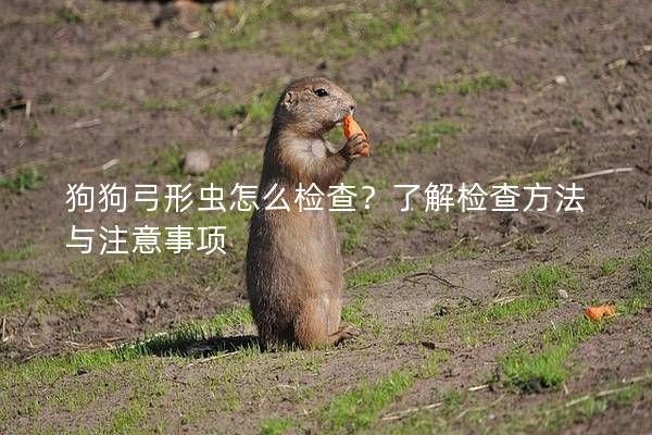 狗狗弓形虫怎么检查？了解检查方法与注意事项