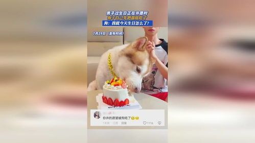 狗狗过生日会吵架吗?宠物生日会和谐吗?