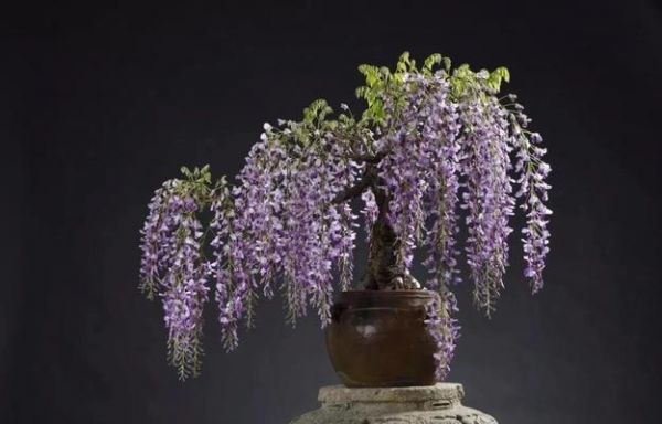 哪些植物适合与动物一起养护？它们的互动性如何？