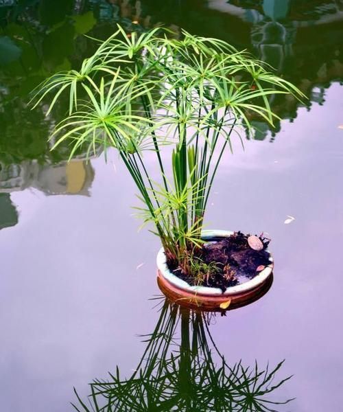哪些植物适合与动物一起养护？它们的互动性如何？