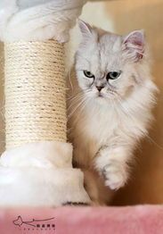 如何科学训练，让猫咪性格更温顺？