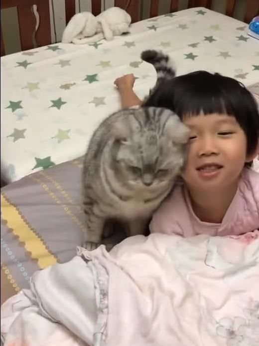 如何让小猫咪变得温顺,它何时会主动蹭人呢?