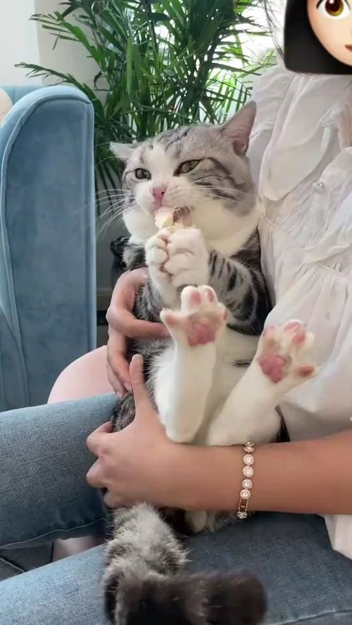 训练猫咪性格,常见问题解答