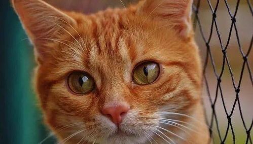 培养宠物猫亲人性格，让它不怕人。