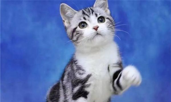 美短猫咪性格怎么样？如何培养亲人的美短猫？
