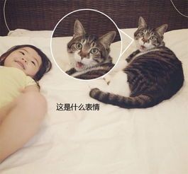 “猫咪性格养成秘籍，轻松打造萌宠小天使！”