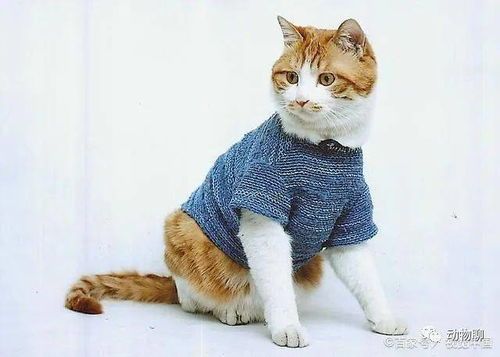 牢大的重要性：如何培养小猫猫的独立性格？（小猫猫的成长之路）