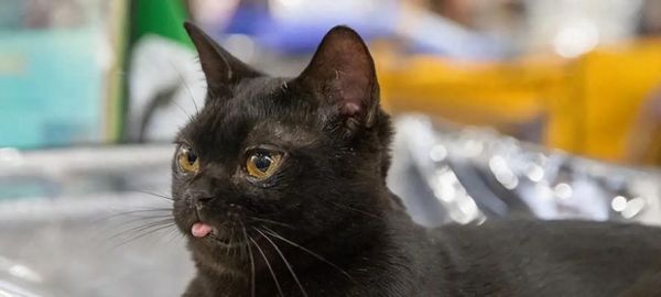 猫的性格多样性（揭秘猫咪性格的奥秘，为你的宠物猫找到正确的相处方式）