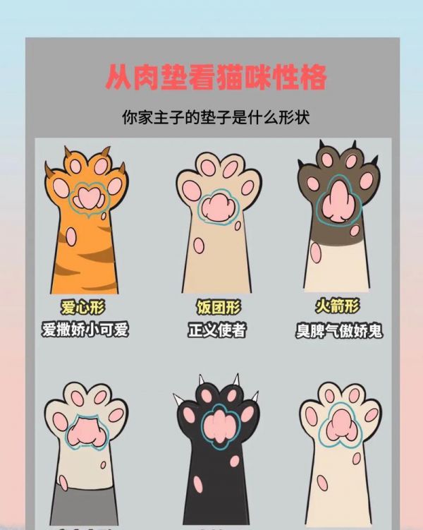 猫的性格多样性（揭秘猫咪性格的奥秘，为你的宠物猫找到正确的相处方式）