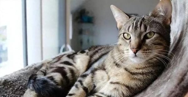 猫的性格多样性（揭秘猫咪性格的奥秘，为你的宠物猫找到正确的相处方式）