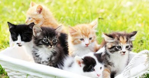 如何训练猫咪的性格？猫咪性格训练的常见问题有哪些？