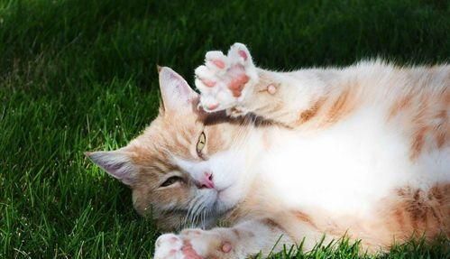 如何训练猫咪的性格？猫咪性格训练的常见问题有哪些？