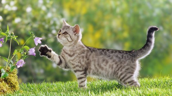 培养猫咪性格妙招，铲屎官速来取经7