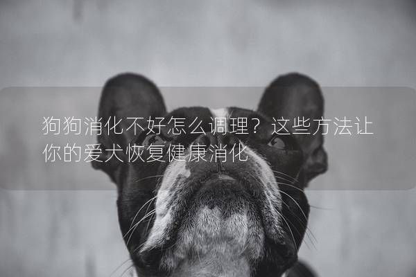 狗狗消化不好怎么调理？这些方法让你的爱犬恢复健康消化