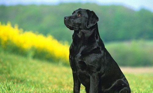 “拉布拉多成犬,营养食谱推荐!”