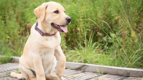 “拉布拉多成犬,营养食谱推荐!”