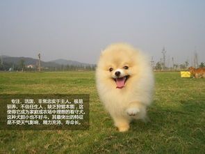 博美犬成犬每日食量参考。