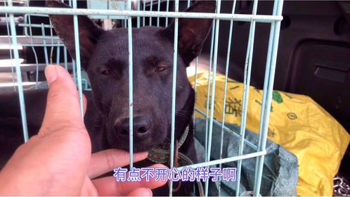 狗繁殖知识介绍（狗配完怎么知道怀孕）