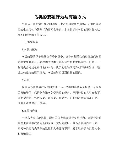 鸟类的繁殖行为与育雏方式