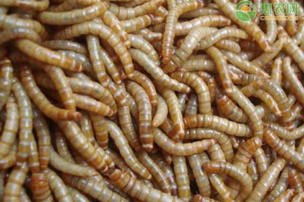 黄粉虫养殖的繁殖方法-图片版权归惠农网所有