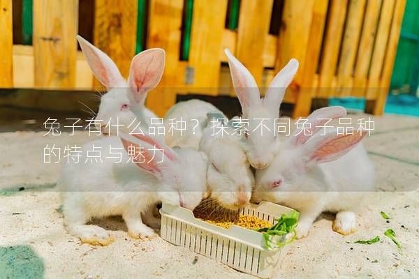兔子有什么品种？探索不同兔子品种的特点与魅力