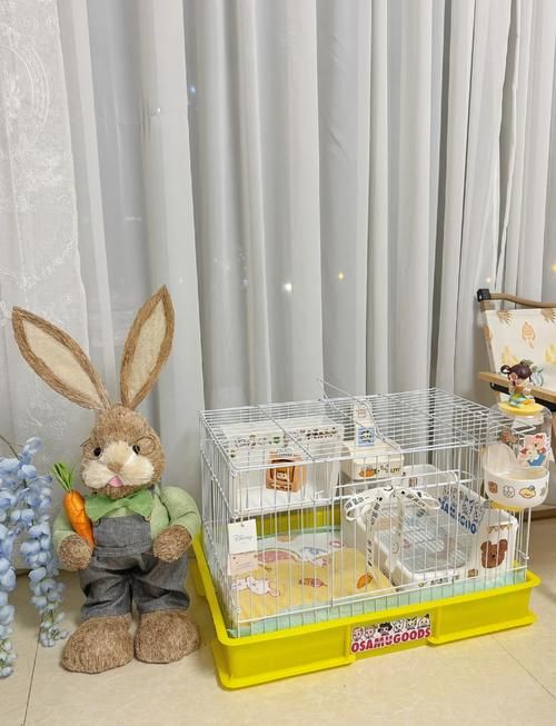 迷你兔宠物兔_迷你宠物兔怎么养
