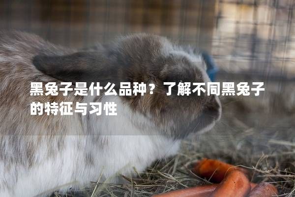 黑兔子是什么品种？了解不同黑兔子的特征与习性