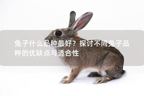 兔子什么品种最好？探讨不同兔子品种的优缺点与适合性