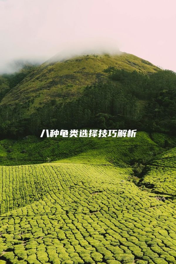 八种龟类选择技巧解析