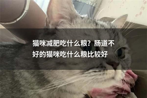 猫咪减肥吃什么粮？肠道不好的猫咪吃什么粮比较好