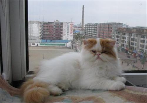 宠物猫肥胖的危害之如何减肥