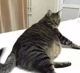 猫咪减肥,如何制定科学饮食计划?