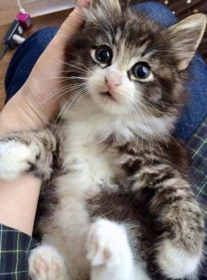 “猫咪减肥攻略:轻松瘦成猫界小仙女!”